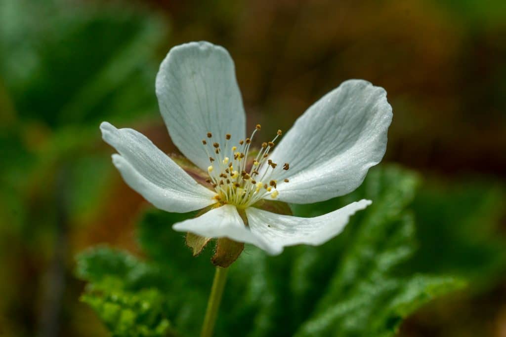 Cloudberry