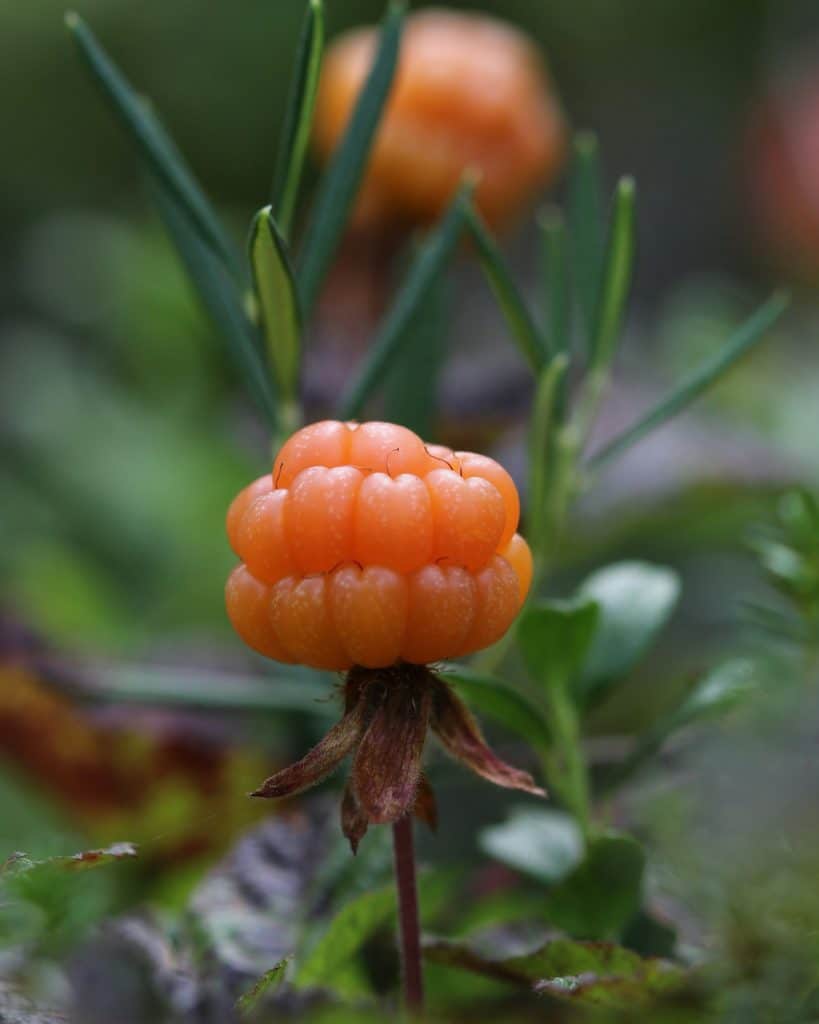 Cloudberry